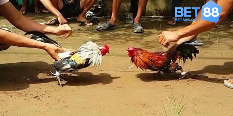 Cách đặt kèo đá gà Thomo trực tuyến trên Bet88