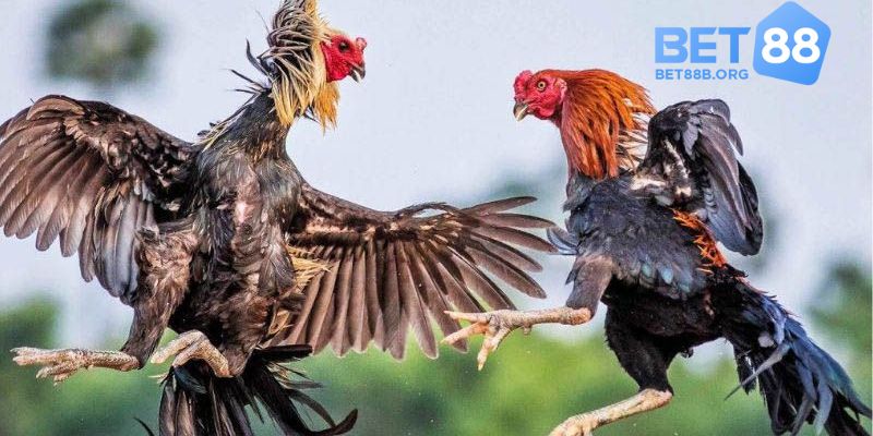 Kinh nghiệm khi chơi đá gà Thomo