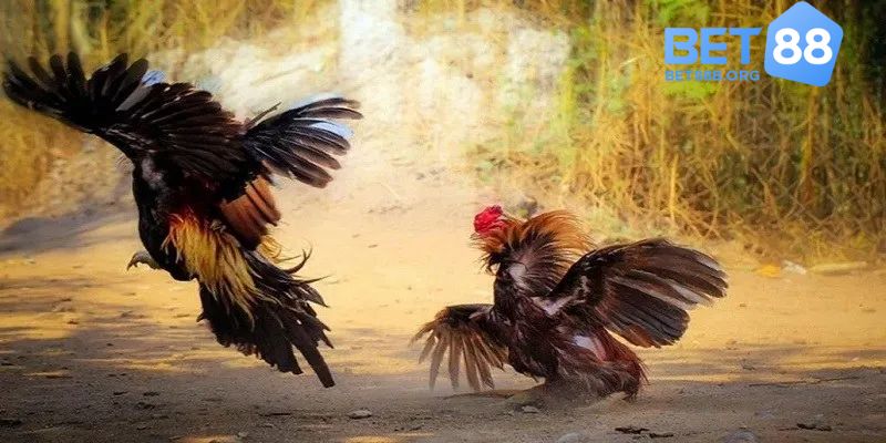 Tổng quan đá gà Thomo tại nhà cái BET88